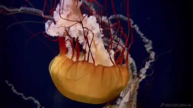 streamy test11 online show from 5, 11, 2025