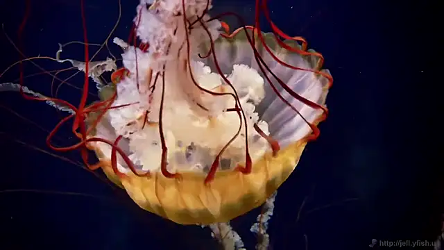 streamy test11 online show from 16, 12, 2025