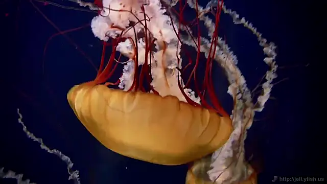 streamy test11 online show from 23, 12, 2025