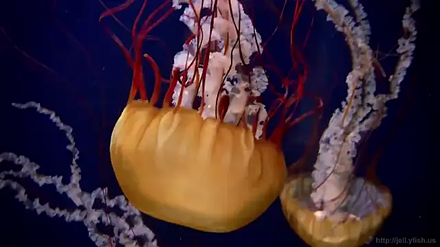 streamy test11 online show from 14, 1, 2026