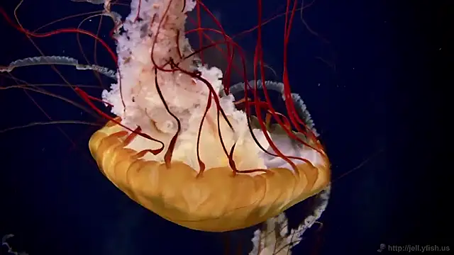 streamy test11 online show from 27, 2, 2026