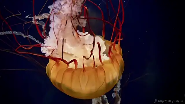 Snapshot of streamy_test12 chatting on 21, 10, 2025 streamy test12 online show from 21, 10, 2025