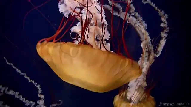 Snapshot of streamy_test12 chatting on 3, 11, 2025 streamy test12 online show from 3, 11, 2025