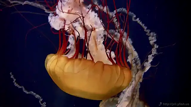 Snapshot of streamy_test12 chatting on 5, 11, 2025 streamy test12 online show from 5, 11, 2025