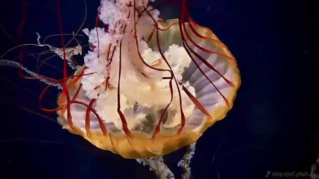 Snapshot of streamy_test12 chatting on 4, 12, 2025 streamy test12 online show from 4, 12, 2025