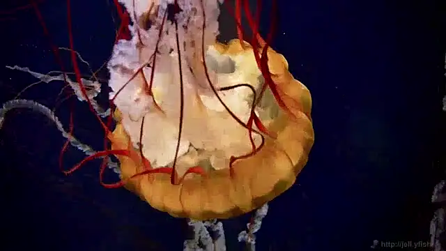 Snapshot of streamy_test13 chatting on 5, 12, 2024 streamy test13 online show from 5, 12, 2024