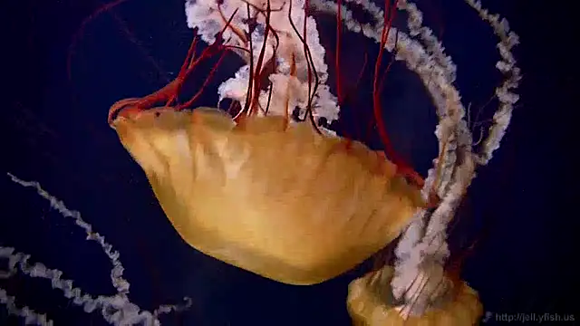 Snapshot of streamy_test13 chatting on 17, 12, 2024 streamy test13 online show from 17, 12, 2024