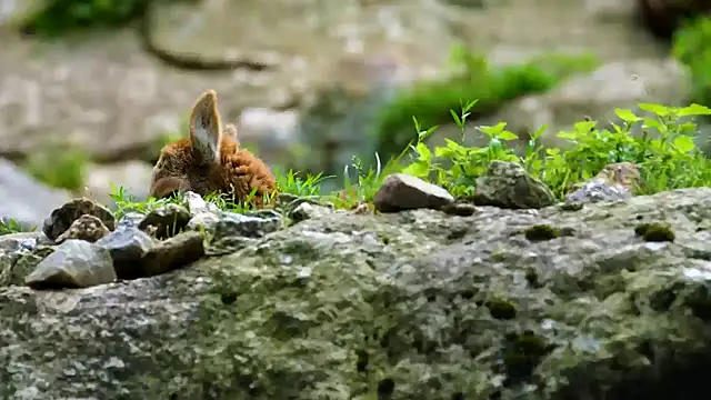 Snapshot of streamy_test13 chatting on 19, 12, 2024 streamy test13 online show from 19, 12, 2024