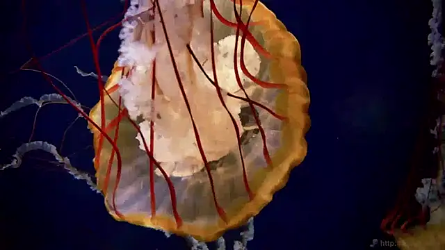 Snapshot of streamy_test13 chatting on 15, 1, 2025 streamy test13 online show from 15, 1, 2025