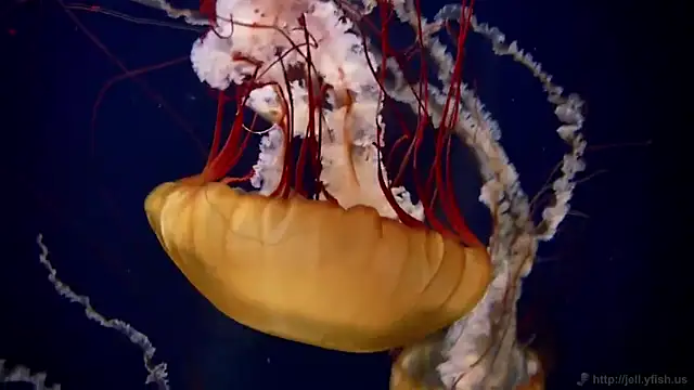 Snapshot of streamy_test13 chatting on 17, 2, 2025 streamy test13 online show from 17, 2, 2025