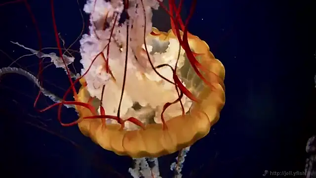 Snapshot of streamy_test13 chatting on 14, 3, 2025 streamy test13 online show from 14, 3, 2025