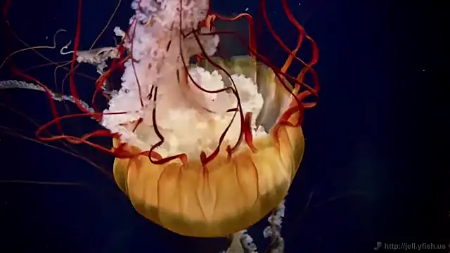 Snapshot of streamy_test13 chatting on 9, 9, 2025 streamy test13 online show from 9, 9, 2025