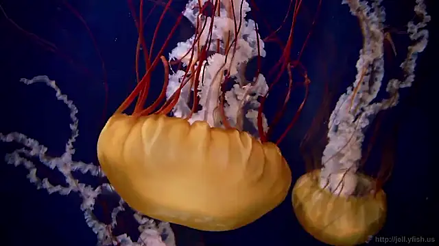 Snapshot of streamy_test15 chatting on 27, 10, 2025 streamy test15 online show from 27, 10, 2025