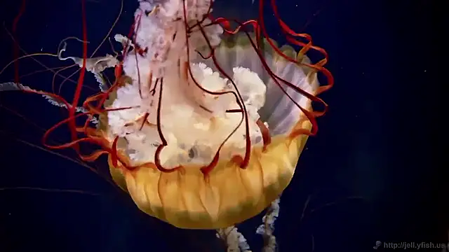 Snapshot of streamy_test15 chatting on 4, 11, 2025 streamy test15 online show from 4, 11, 2025