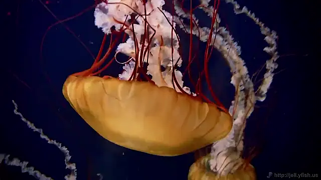 Snapshot of streamy_test15 chatting on 7, 11, 2025 streamy test15 online show from 7, 11, 2025