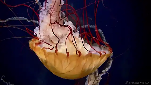 Snapshot of streamy_test15 chatting on 13, 11, 2025 streamy test15 online show from 13, 11, 2025