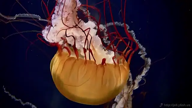 Snapshot of streamy_test15 chatting on 19, 11, 2025 streamy test15 online show from 19, 11, 2025