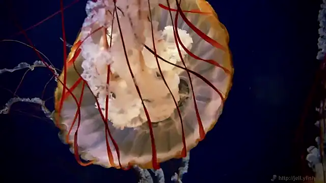 Snapshot of streamy_test15 chatting on 3, 12, 2025 streamy test15 online show from 3, 12, 2025