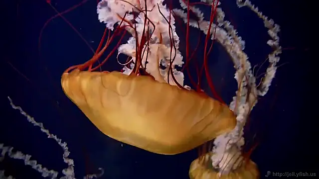 Snapshot of streamy_test15 chatting on 4, 12, 2025 streamy test15 online show from 4, 12, 2025