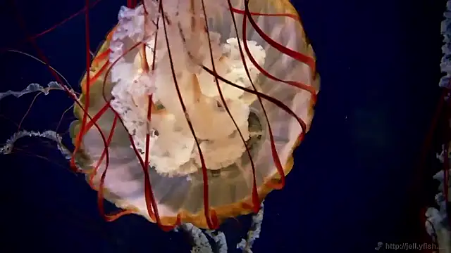 streamy test15 online show from 19, 12, 2025