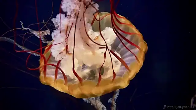 streamy test15 online show from 12, 2, 2026