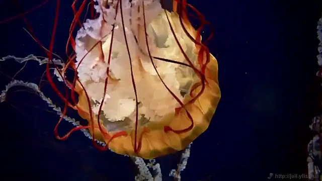 streamy test15 online show from 16, 3, 2026