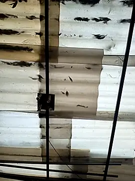 weedmanhot28 online show from 21, 9, 2025