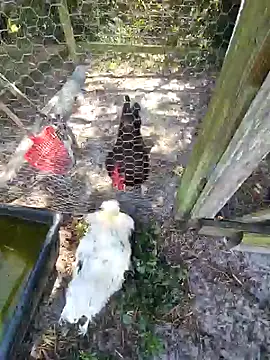 Snapshot of Mistress_Melissa chatting on 4, 2, 2025 Mistress Melissa online show from 4, 2, 2025