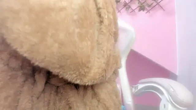 Snapshot of meribeth303av chatting on 22, 12, 2024 meribeth303av online show from 22, 12, 2024