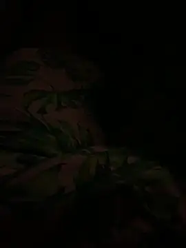 smithrosinha online show from 11, 2, 2025