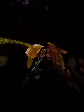 SageElement2 online show from 14, 3, 2025