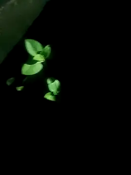 AloneDick online show from 17, 10, 2025