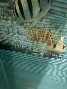 Snapshot of Mr_joh chatting on 7, 11, 2025 Mr joh online show from 7, 11, 2025