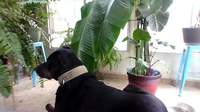 Snapshot of Big-Tits-McGee chatting on 18, 12, 2025 Big-Tits-McGee online show from 18, 12, 2025