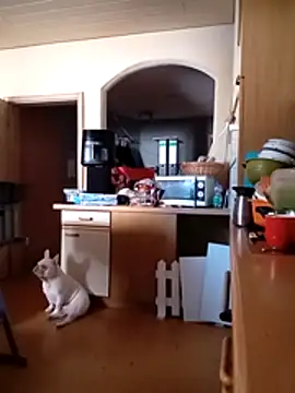 Wishes813 online show from 18, 3, 2026