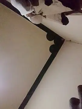 Danny lady online show from 16, 12, 2025