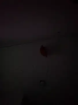 Carolinen online show from 3, 2, 2025