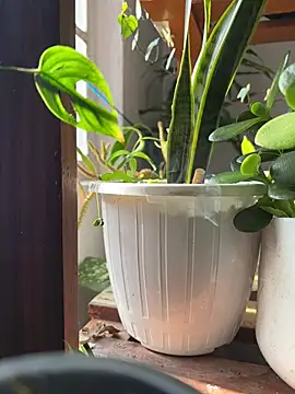 Snapshot of alburt_1996 chatting on 31, 12, 2024 alburt 1996 online show from 31, 12, 2024