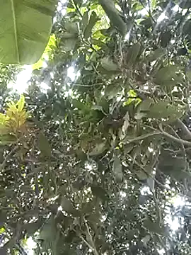 desicockblack online show from 2, 1, 2025