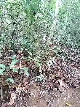 Snapshot of Danna-linyi chatting on 1, 3, 2025 Danna-linyi online show from 1, 3, 2025