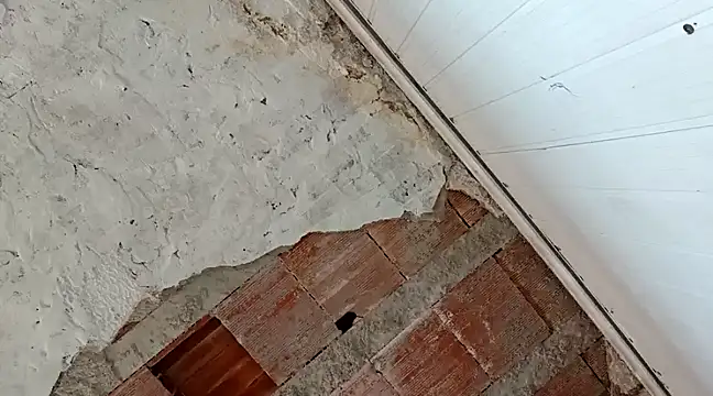 frotasso online show from 18, 1, 2025