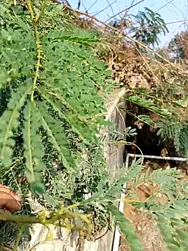 Snapshot of sweet_suman chatting on 3, 12, 2025 sweet suman online show from 3, 12, 2025