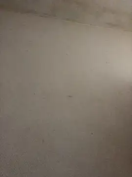 BELLAMORGANE1 online show from 2, 11, 2025