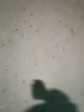 Raj41 online show from 9, 1, 2026