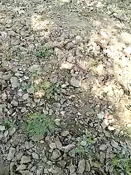 Snapshot of xmanrawan2 chatting on 31, 1, 2025 xmanrawan2 online show from 31, 1, 2025