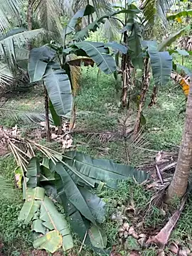 Snapshot of TeenLk chatting on 5, 12, 2025 TeenLk online show from 5, 12, 2025