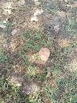 bairobunde online show from 5, 4, 2026