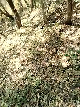 himvilohi08 online show from 22, 3, 2026