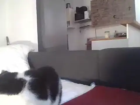 ThePython666 online show from 22, 3, 2025