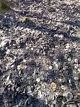 Snapshot of DawidSpandel chatting on 16, 3, 2025 DawidSpandel online show from 16, 3, 2025